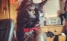 Lady Dinah’s Cat Emporium, фото №3