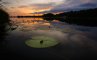 Озеро Борное лист кувшинки 5D__3179-1.jpg, фото №1