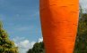 Самая большая морковка в мире, фото №4