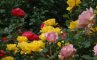 Woodland Park Rose Garden,  10  25